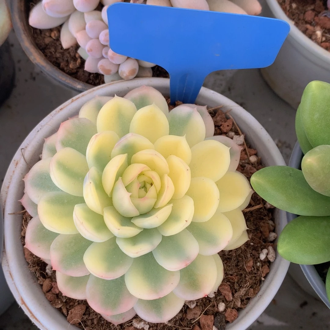 草莓冰巾72727272737