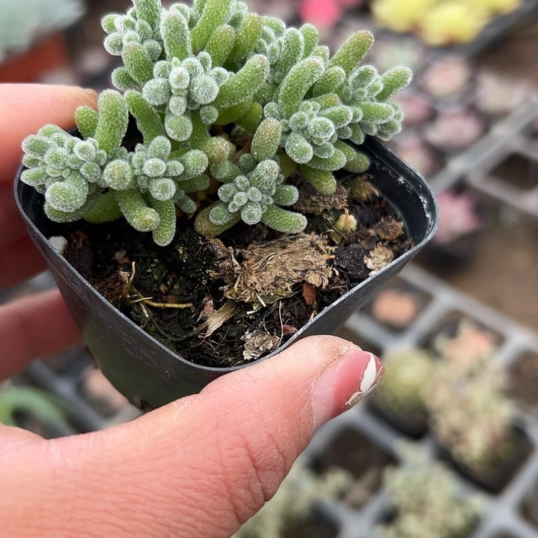 多肉植物冰晶枝干