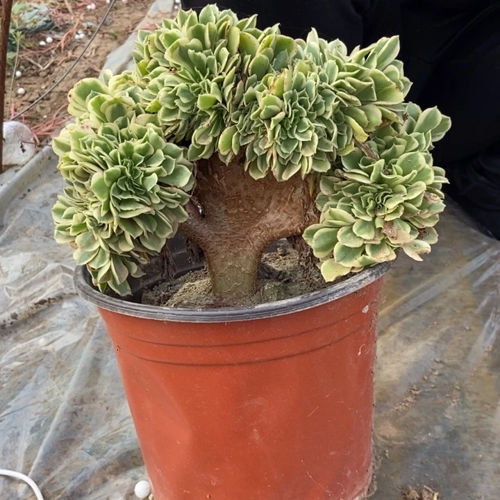 爱***灰B041迈巴赫缀化老桩