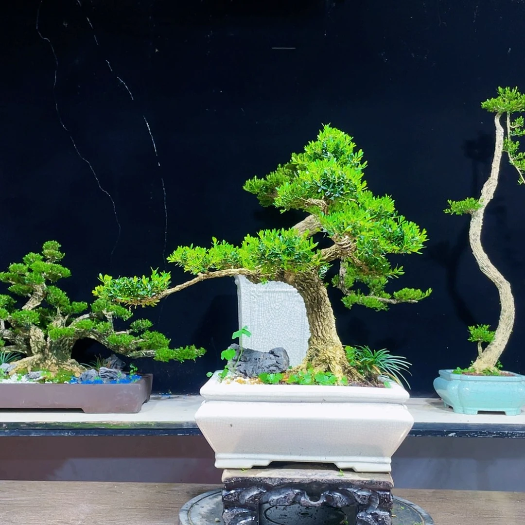黄杨盆景四季常青