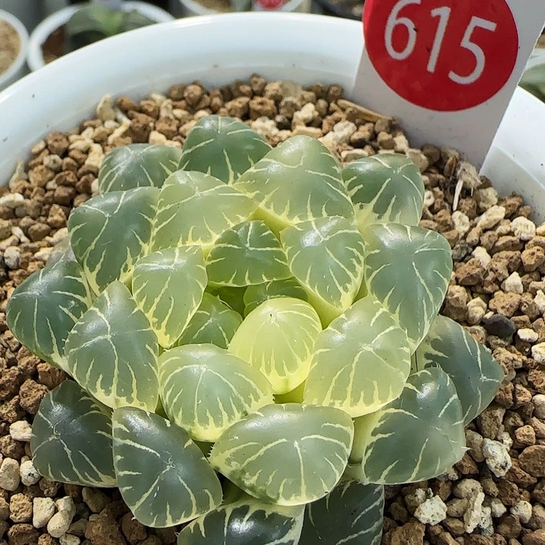 615号糊斑湖水5.2左右一物一拍带盆土