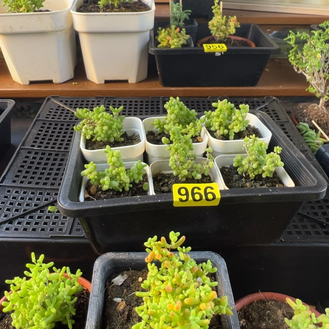枝干番杏多肉植物966