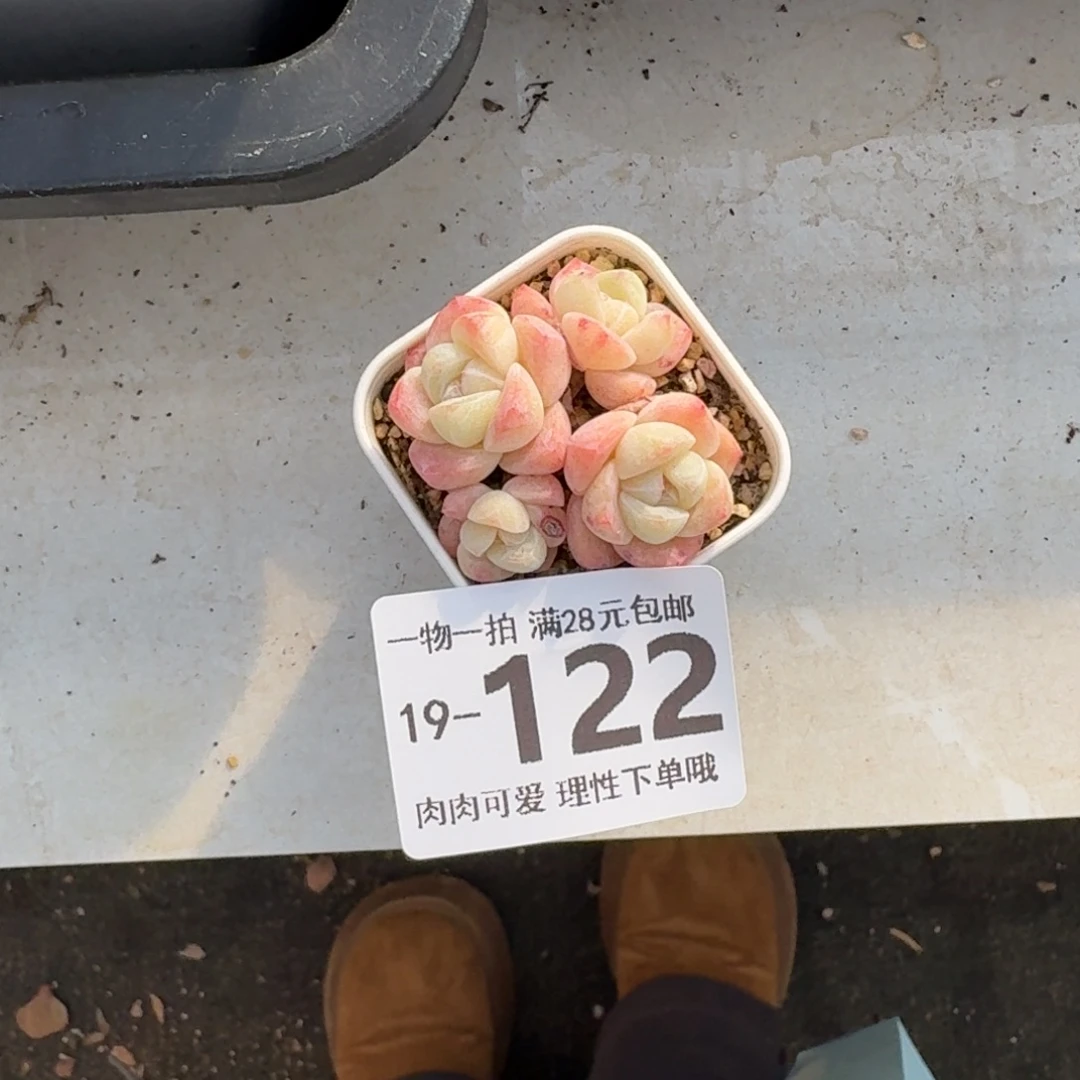 冰玉无盆土发货无