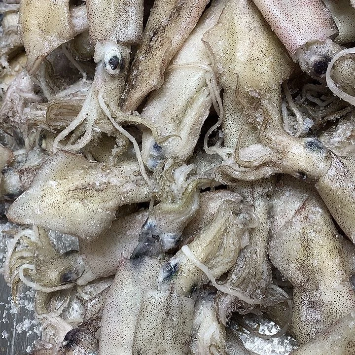 中国大陆渤海湾大号笔管鱼