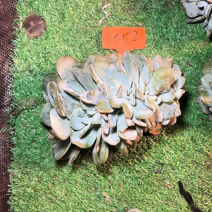 奶茶缀化002号码牌子的话