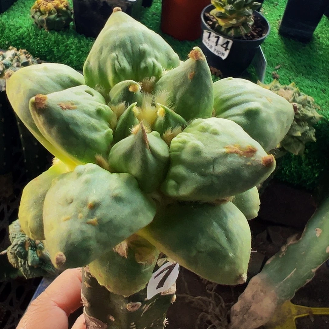 无花朵福利龙芽怒涛牡丹700