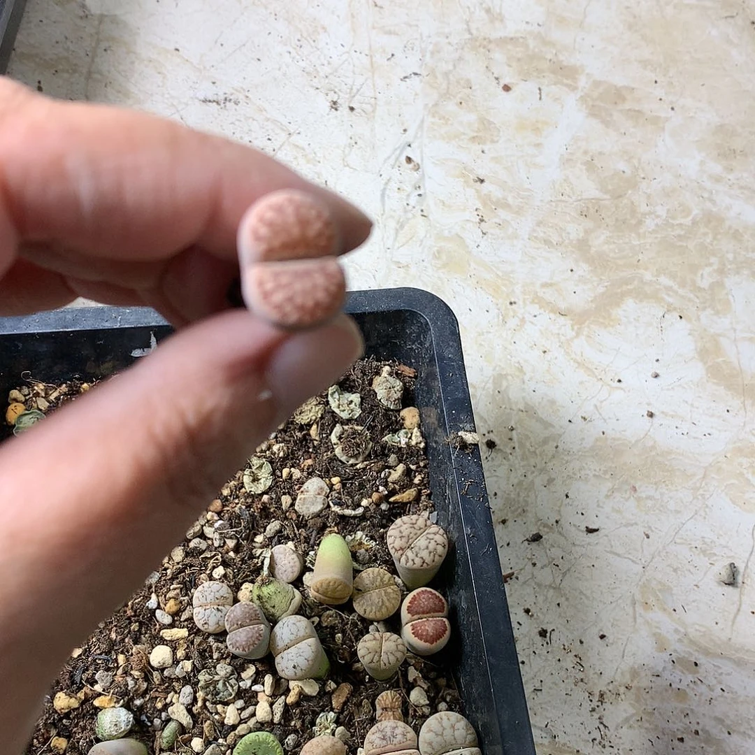 菲*G308多肉植物保护