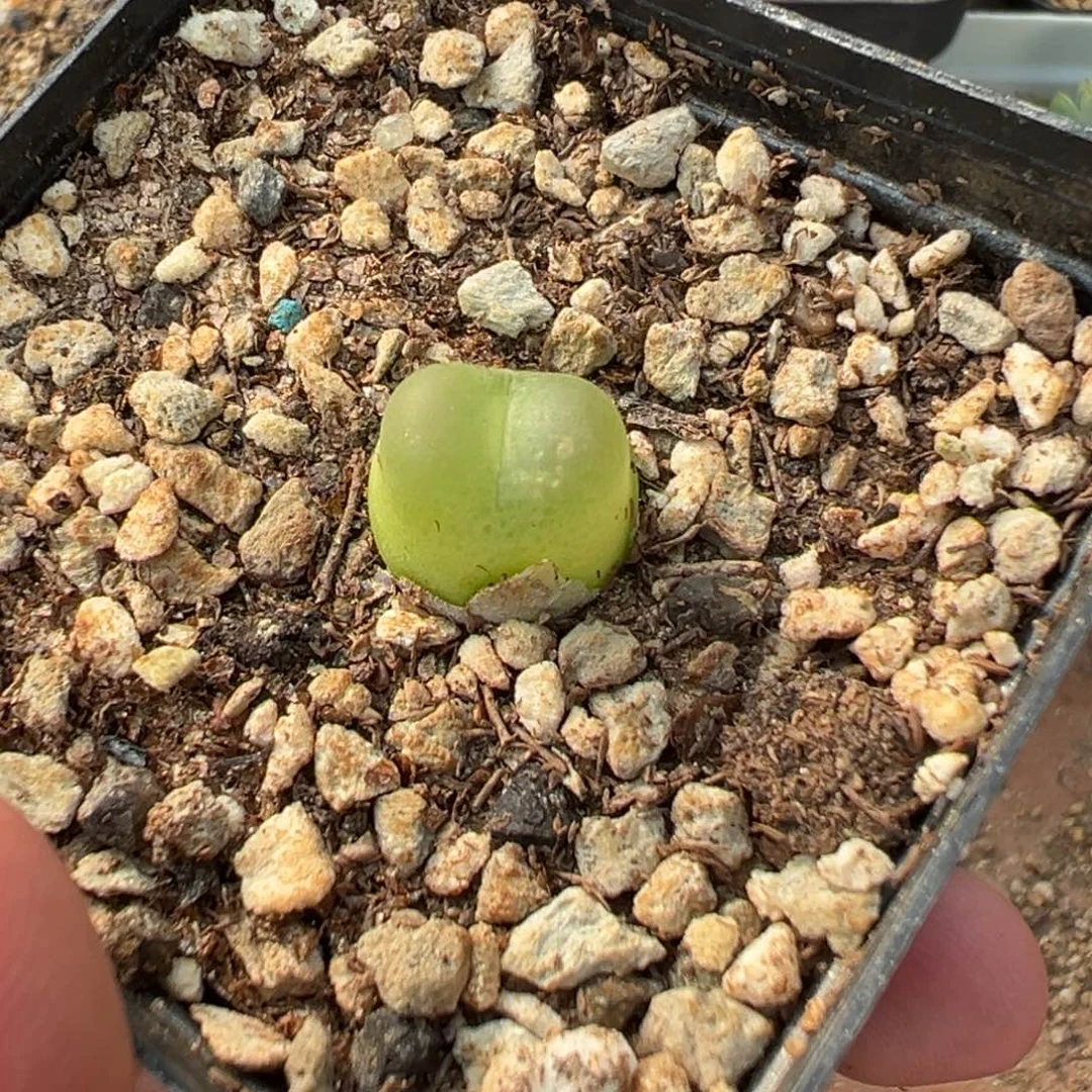 12-142拉登多肉植物，