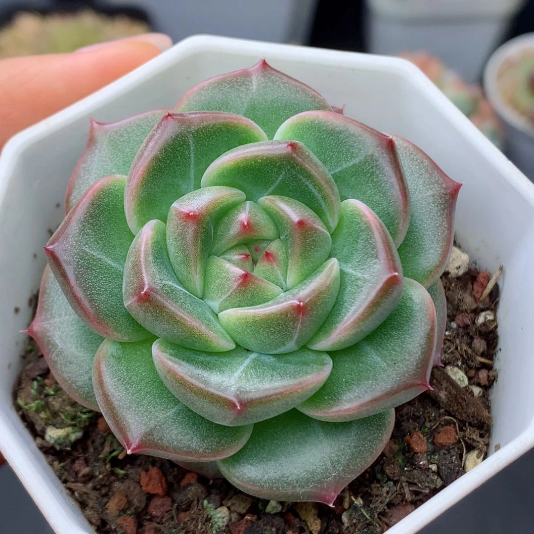 58包邮  群生不包整32