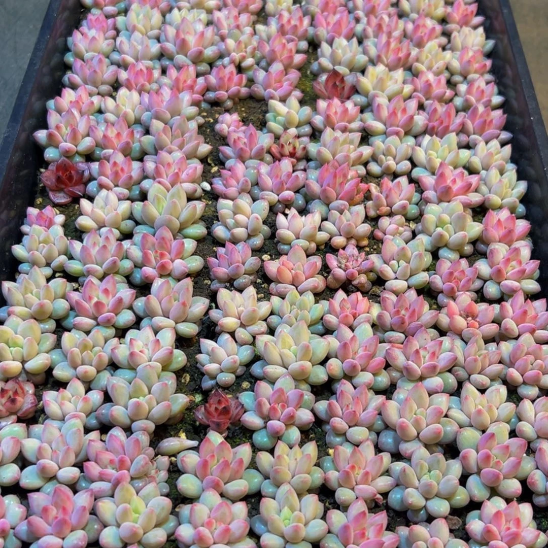 凌***乱970多肉菜市场里都能吃上几