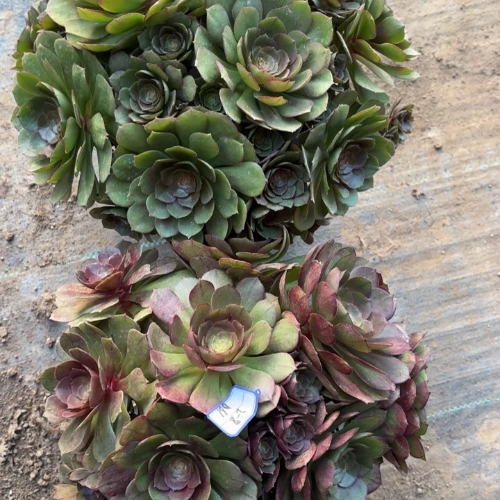 两颗万多肉断枝不包61