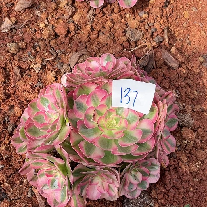 137倾城朵朵福利不包断枝