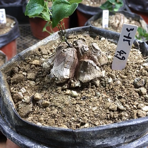 闪3-15南非龟甲龙