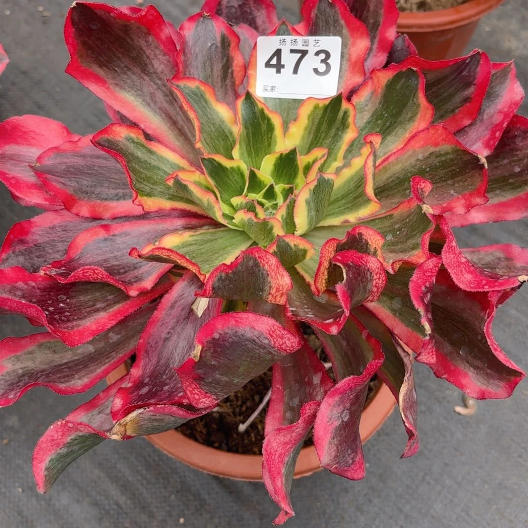 明*12 473多肉法师