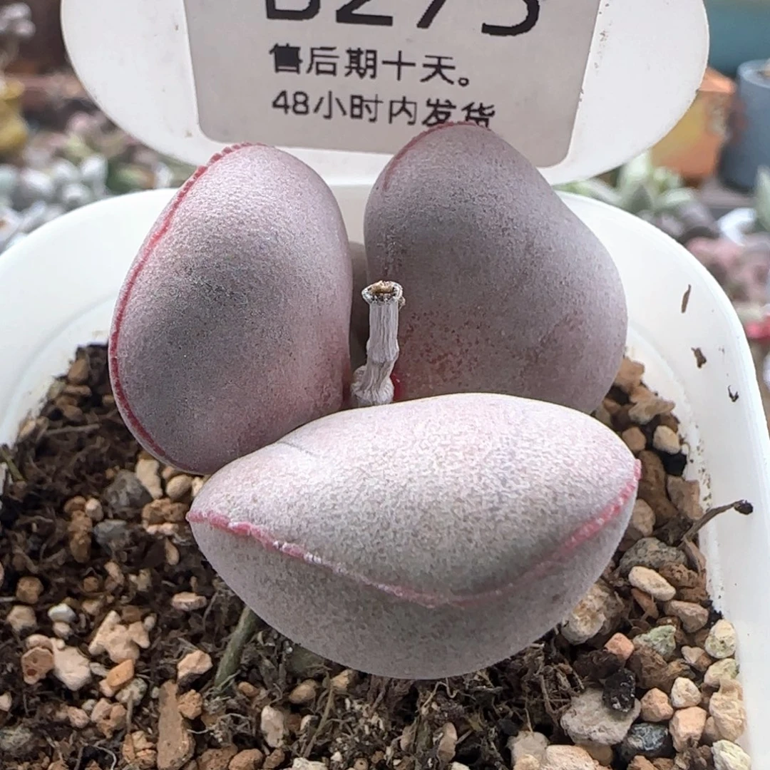 福利。   275。