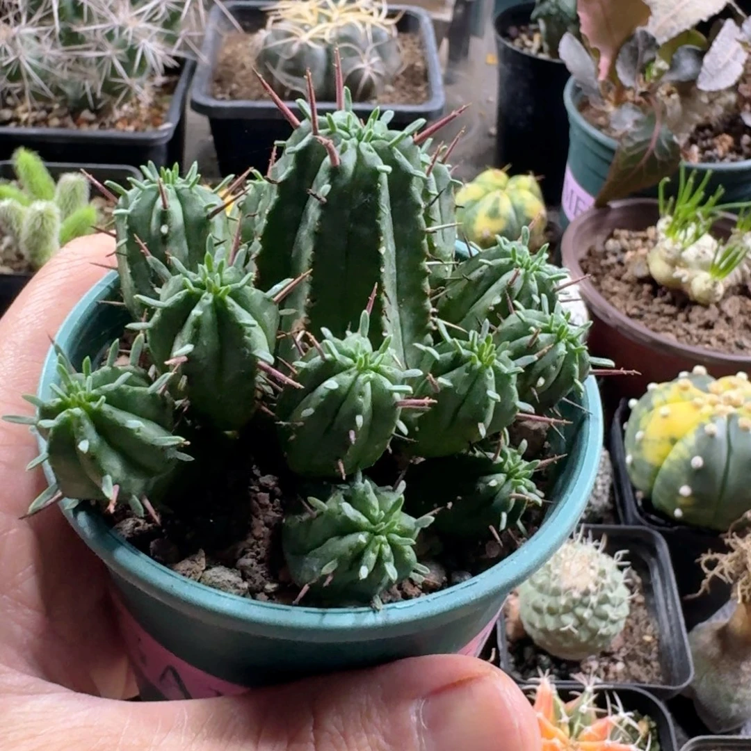799红彩阁脱土发货