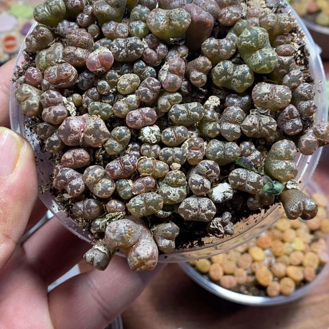 多肉蛋炒饭感谢您相伴486