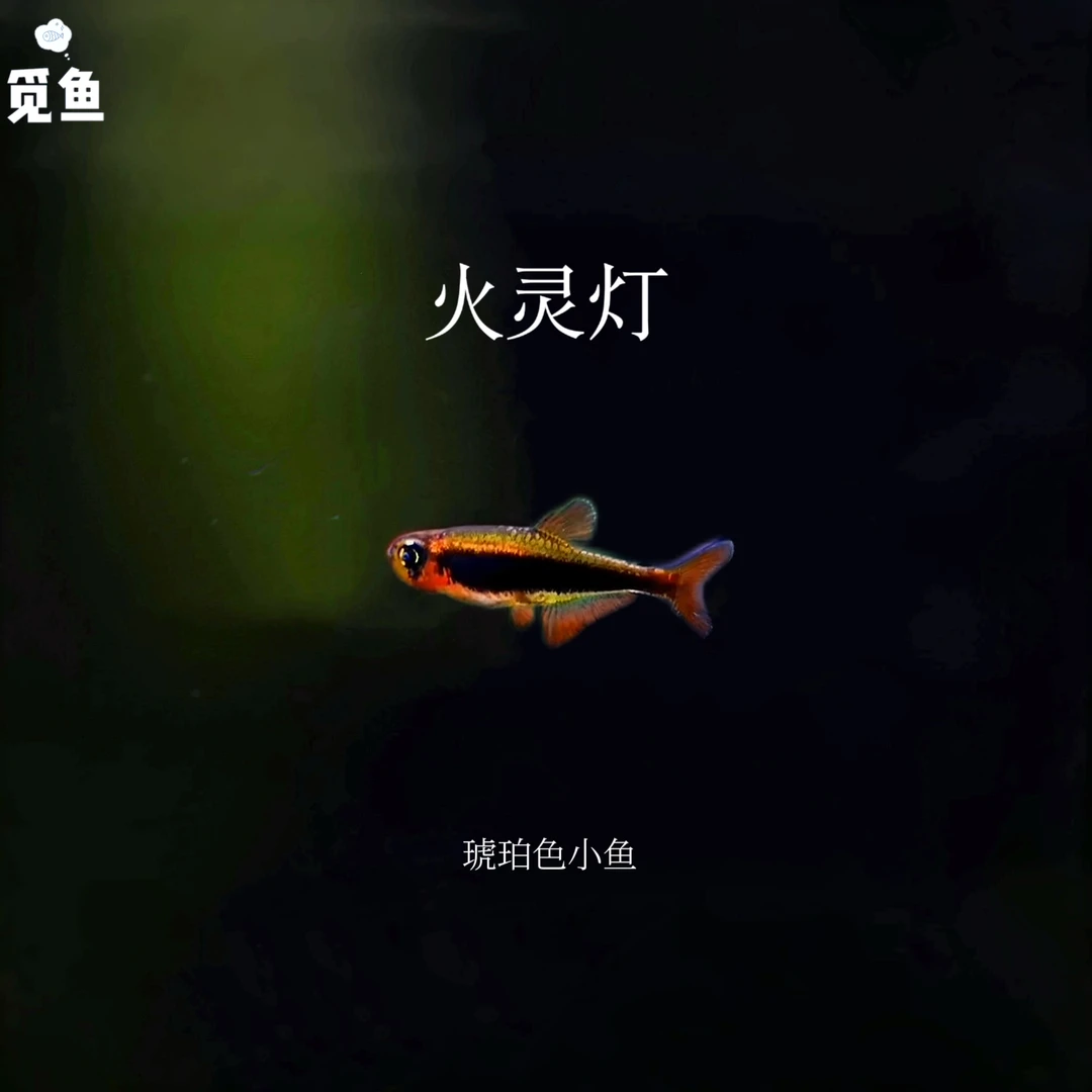 【觅鱼】火灵灯 南美灯科小型观赏鱼