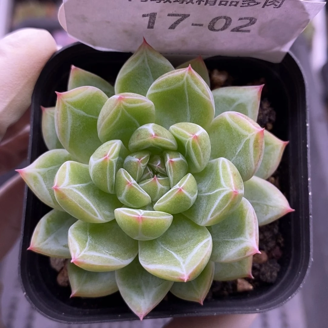 【闪购商品】17-02雪花