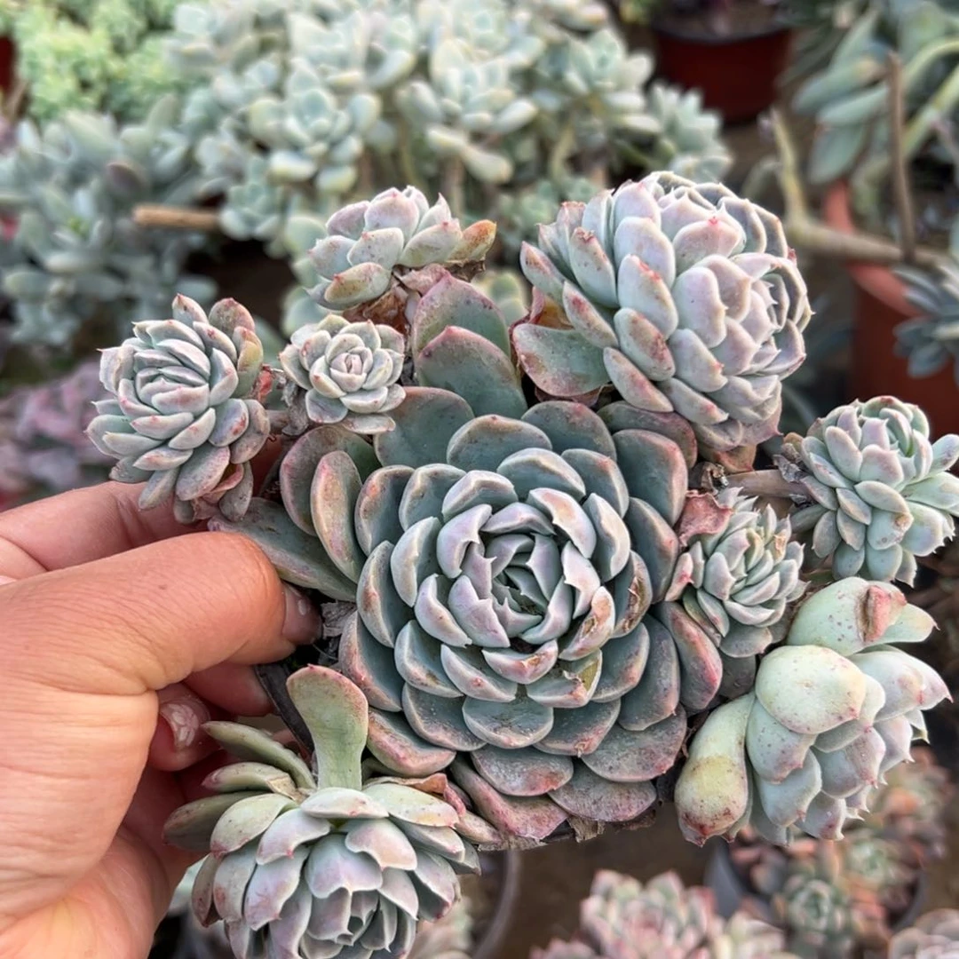 港*多肉植物多肉植物