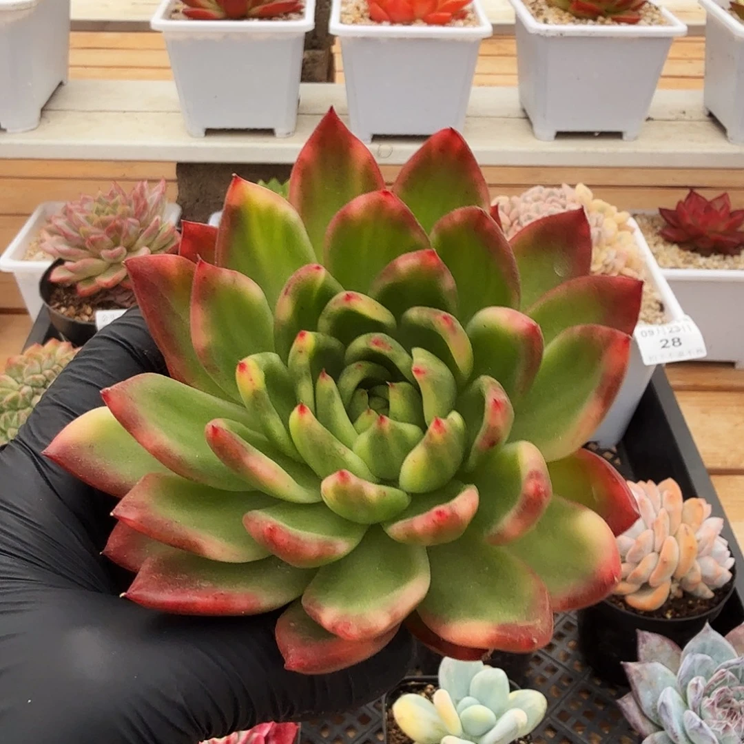 0923-32东云花脸锦单头