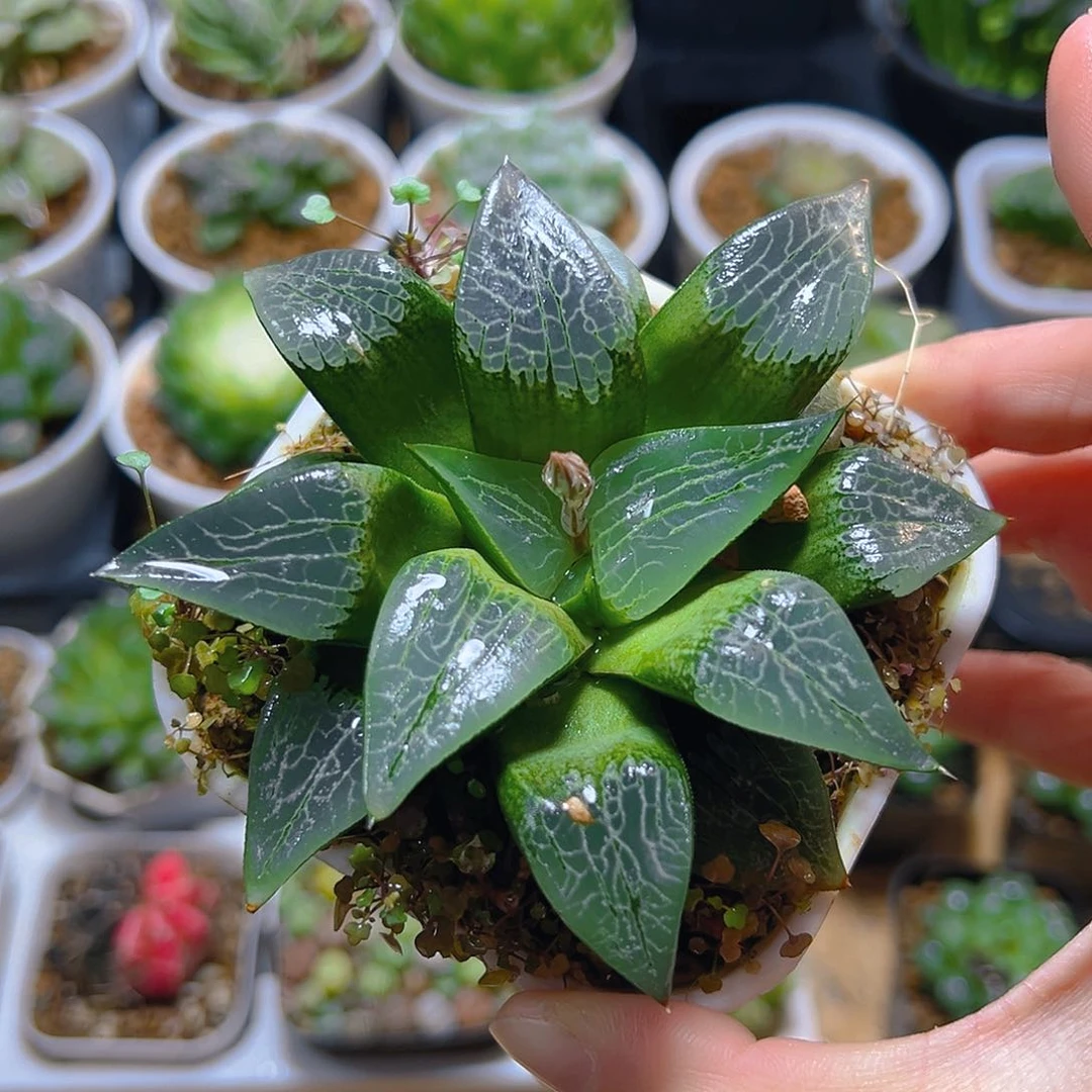 冰河寿多肉万象盆