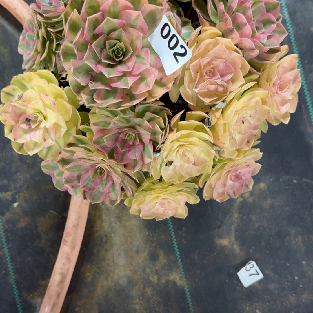 雨河多肉植物老庄002