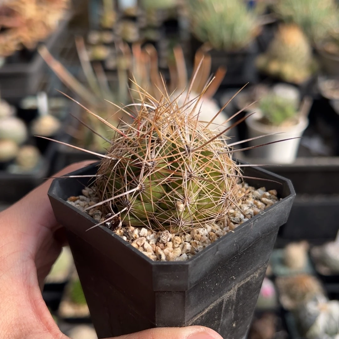 实生大统领 脱土发货