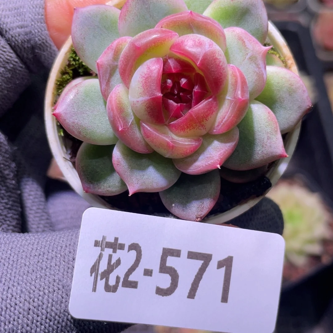 花利美2-571珍妮