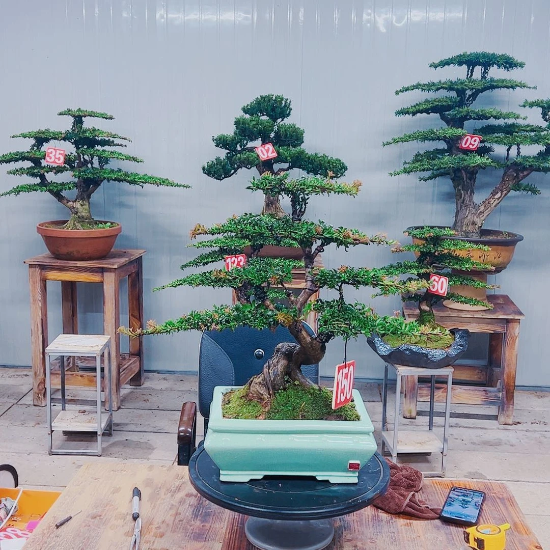 无花朵红芽珍珠罗汉松