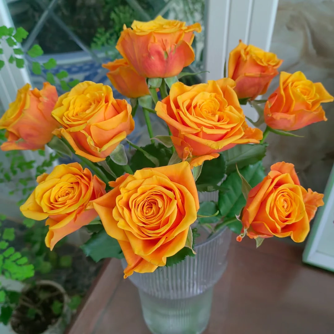 【香羿鲜花】埃及艳后玫瑰/全场任意满两单及以上包邮