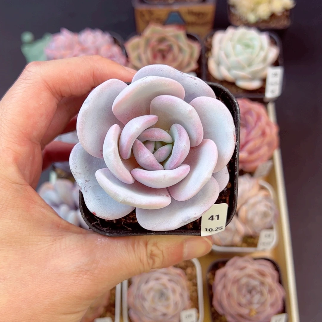 k***n雪莲41、哈哈哈哈哈