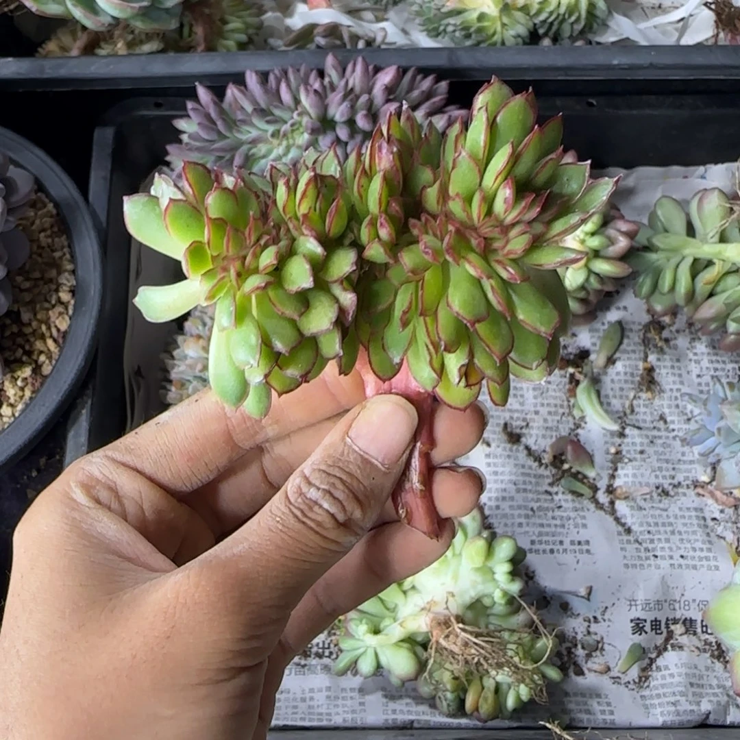 红边女王一物一拍