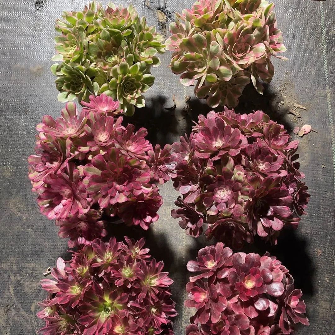 法师多肉植物漂亮漂亮漂亮