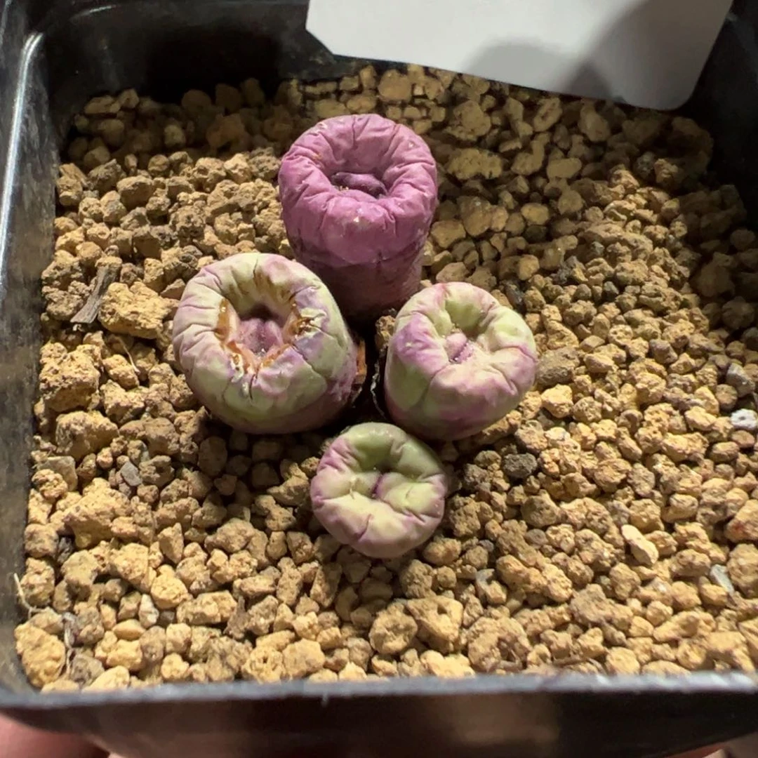 z***d24-55肉锥多肉植物