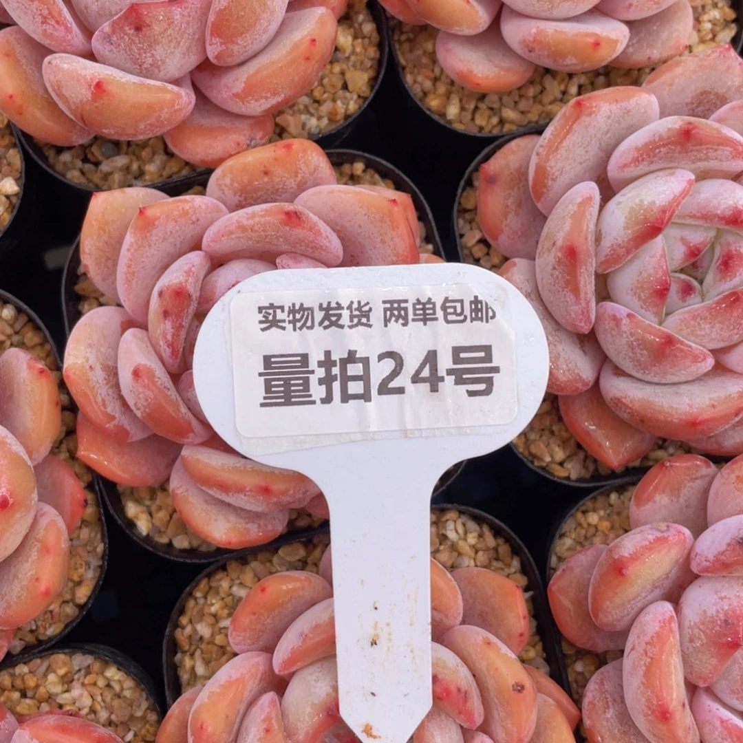 量拍24号果冻包包韩橙单头一个