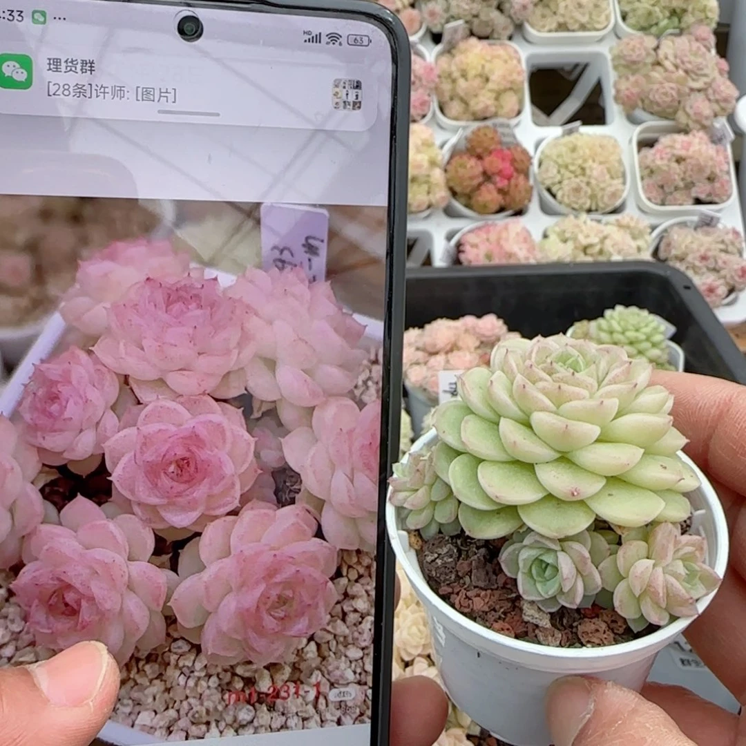 【闪购商品】0128-133（m1-231-1）