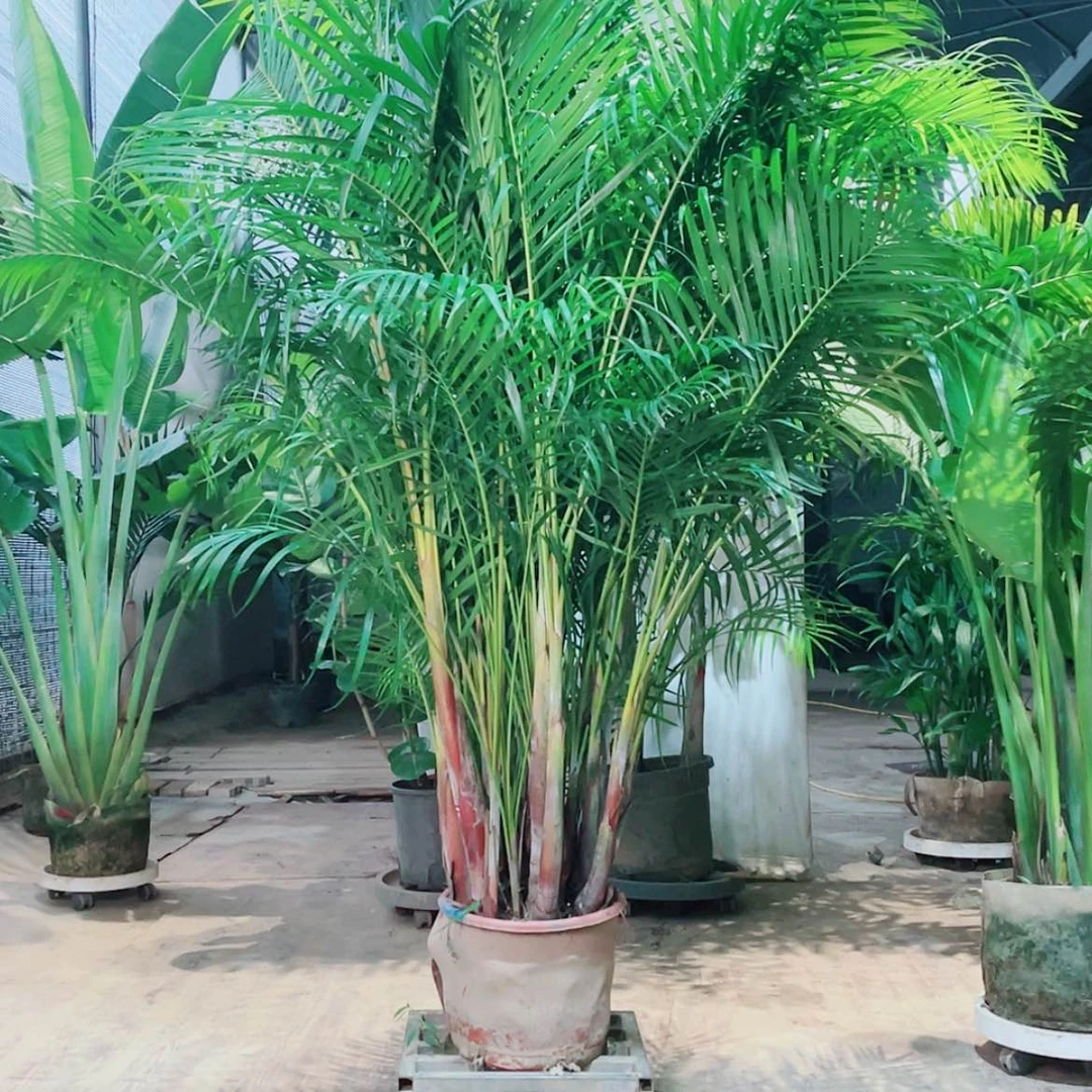 【闪购商品】无花朵ᥟ****ᥴ44444444566677788