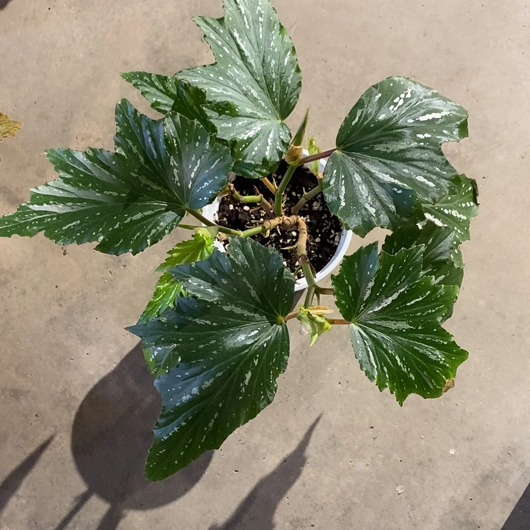 无花朵乌头杂一号