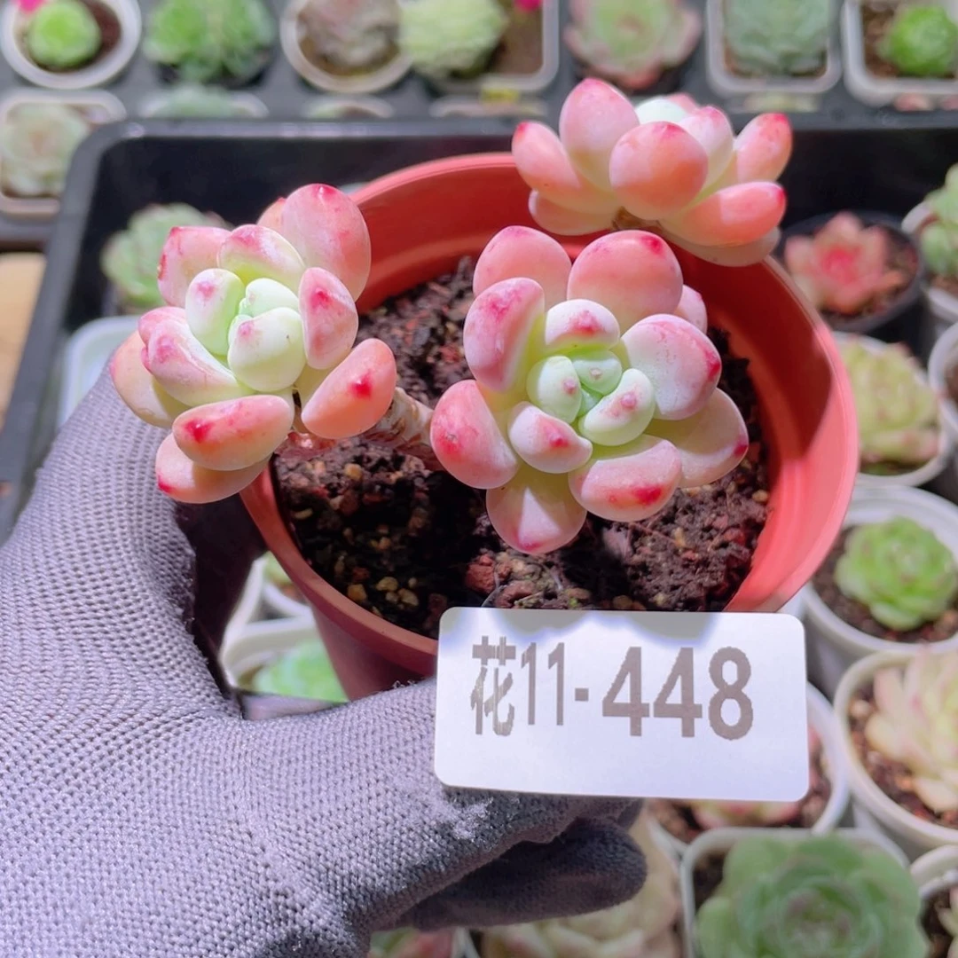 于****花利美11-448罗琦
