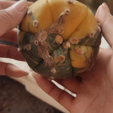 864仙人球福利来啦