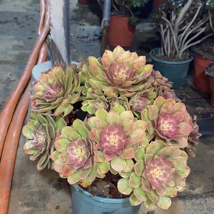 莲花座多肉植物62。