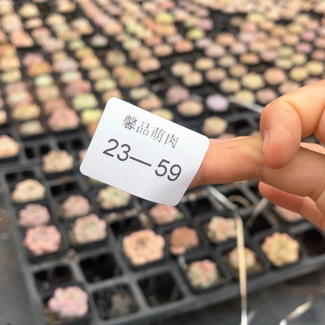 恐*?小白盆一颗一物一拍