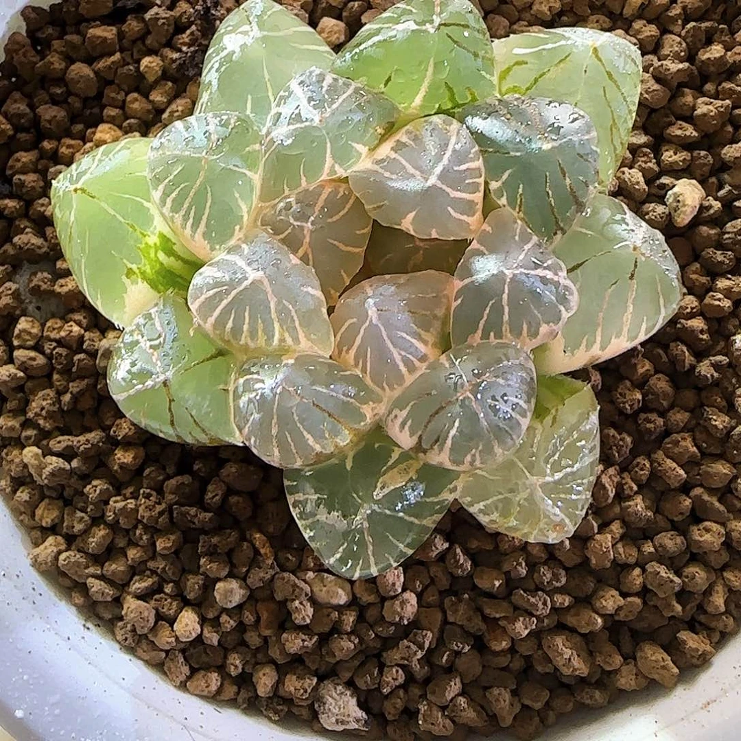 347紫王糊斑 4.7 厘米左右一物一拍带盆发货