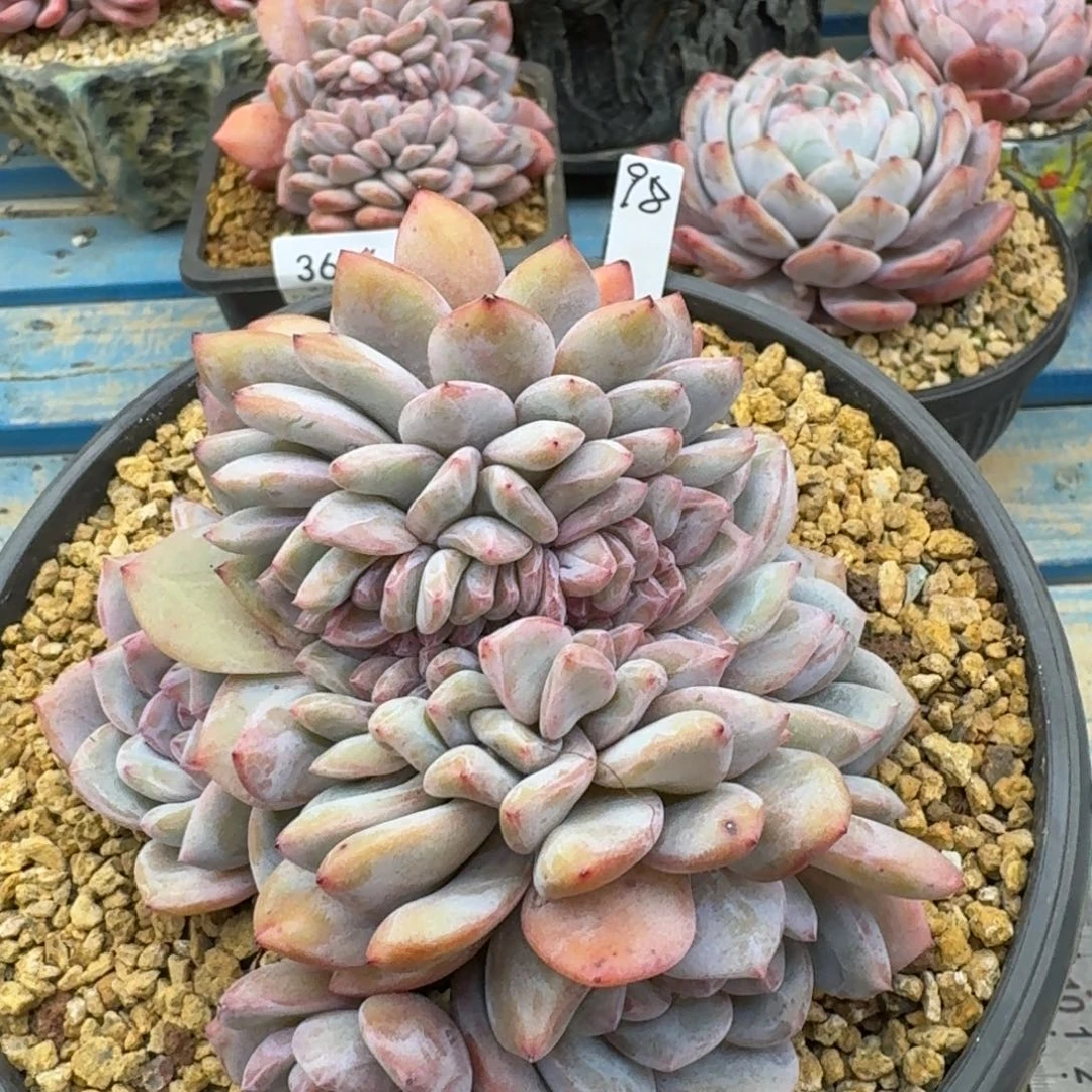 星**子3697星影缀（13厘米左右）
