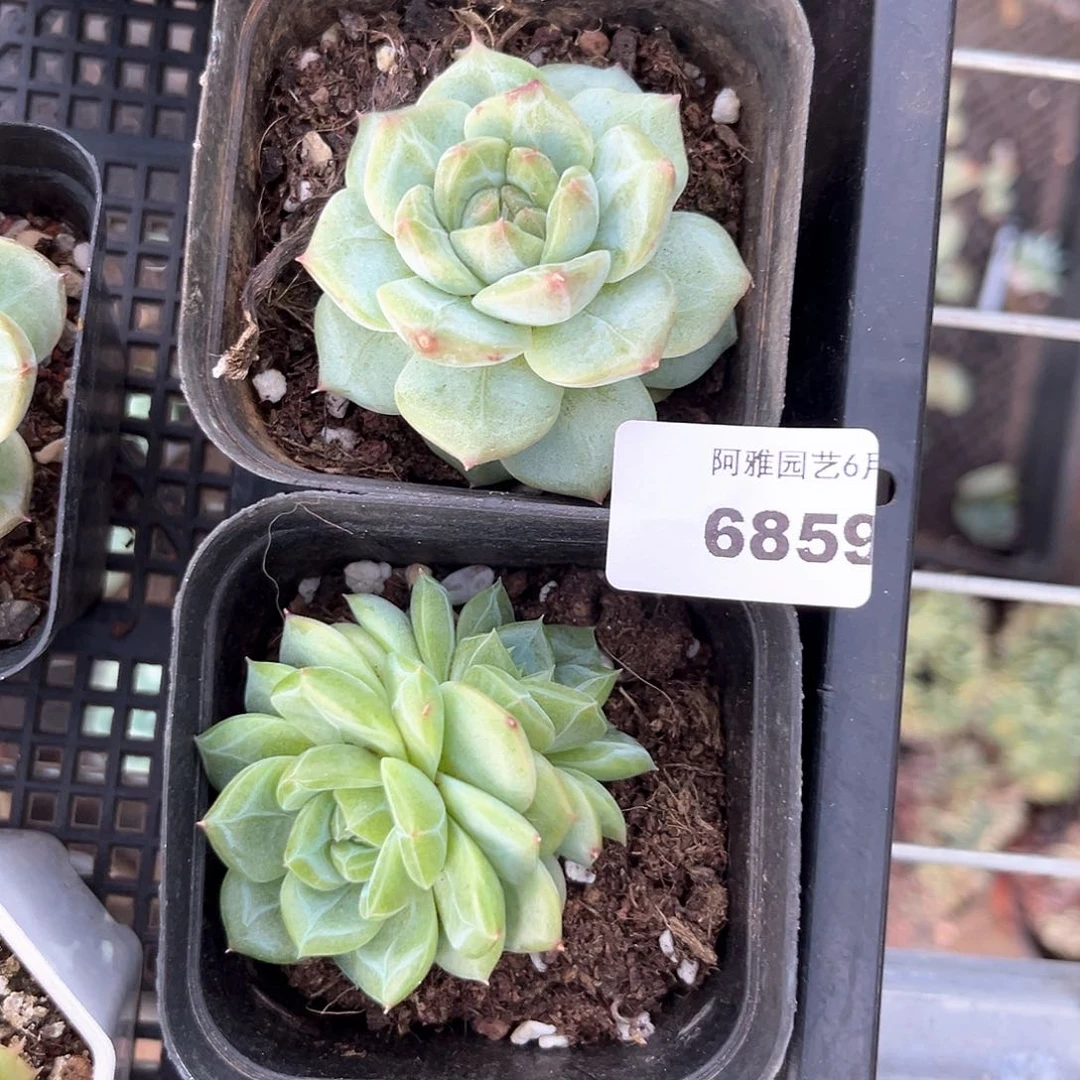 阿雅园艺。      6859