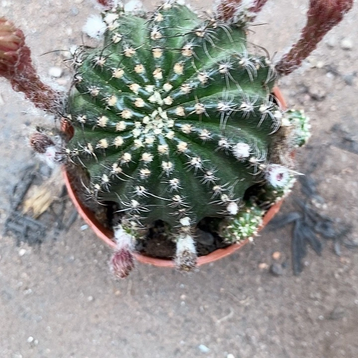 红召何瑕疵清仓仙人球355778