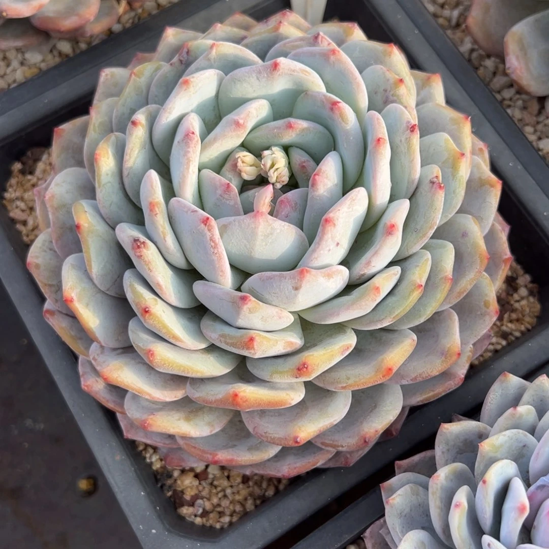 ?*啾大单头橙梦露3030号一物一拍