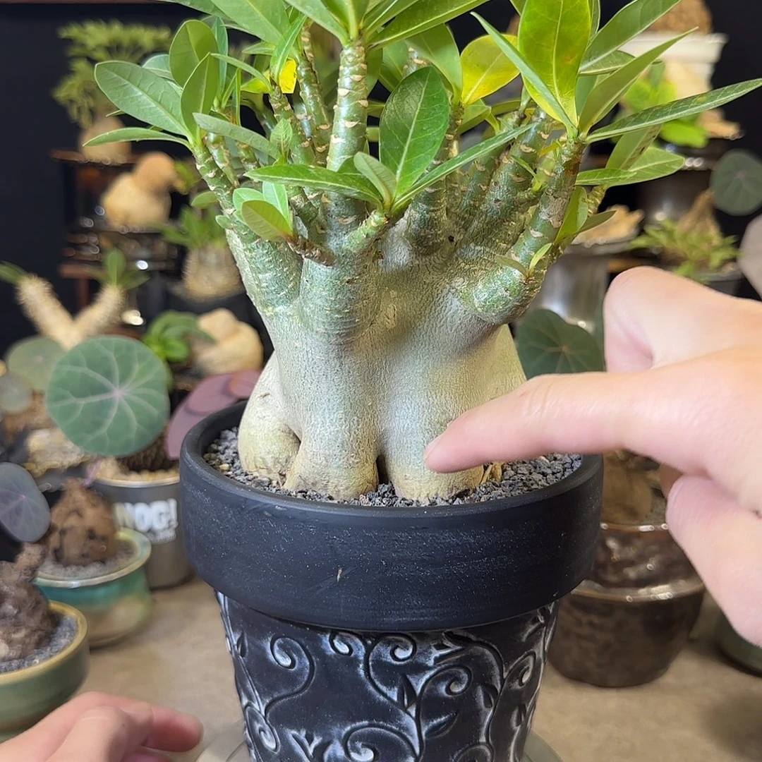 一物一拍哥斯拉沙漠玫瑰45