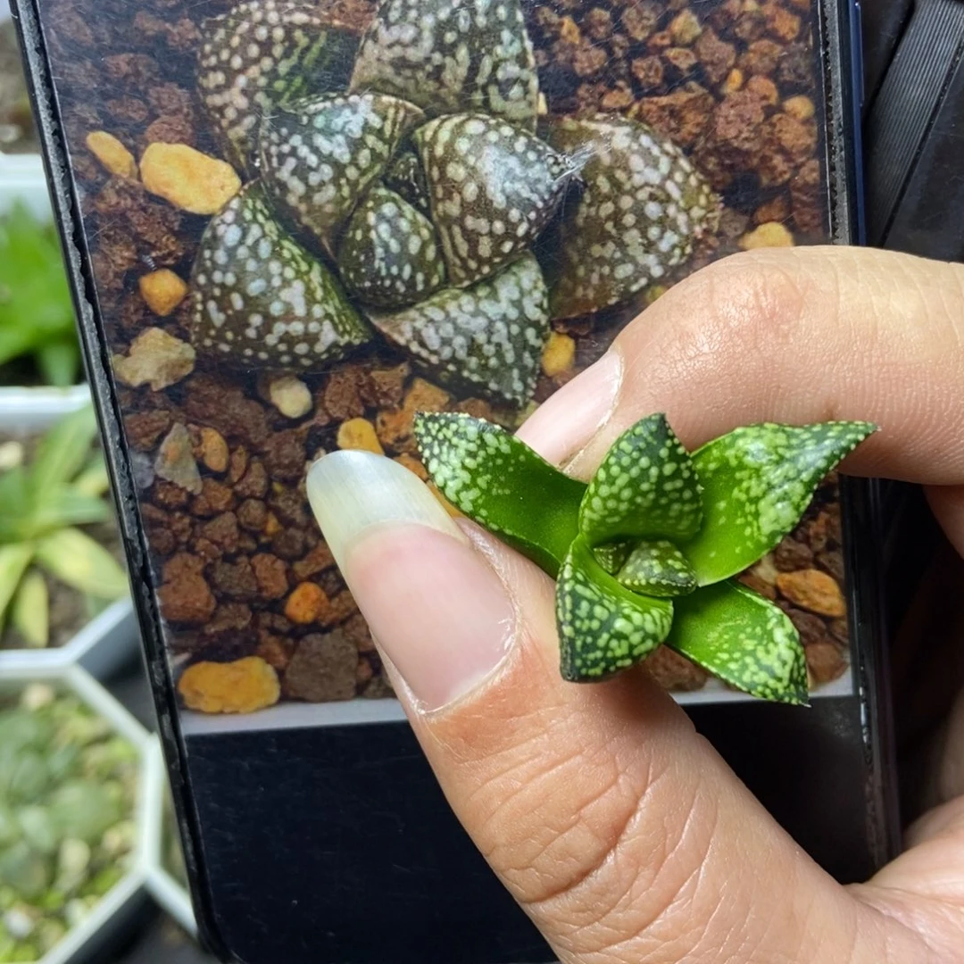 银蟹实生寿一物一拍